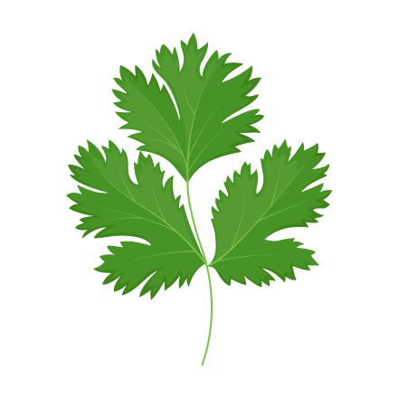 Cilantro